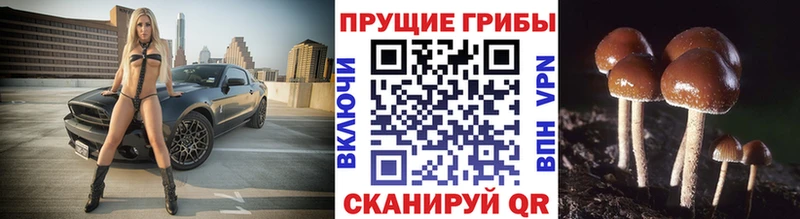 Галлюциногенные грибы GOLDEN TEACHER  Купить  Котельниково 